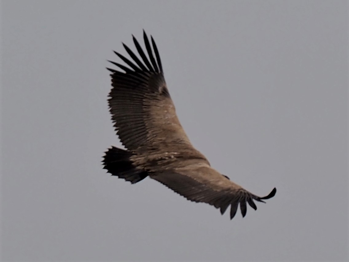 IMG_6545 Cape Vulture 2.JPG