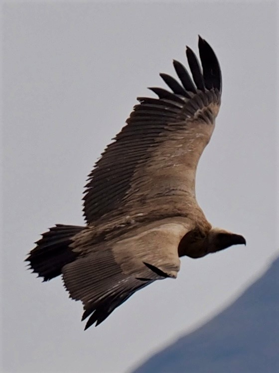 IMG_6547 Cape Vulture.JPG