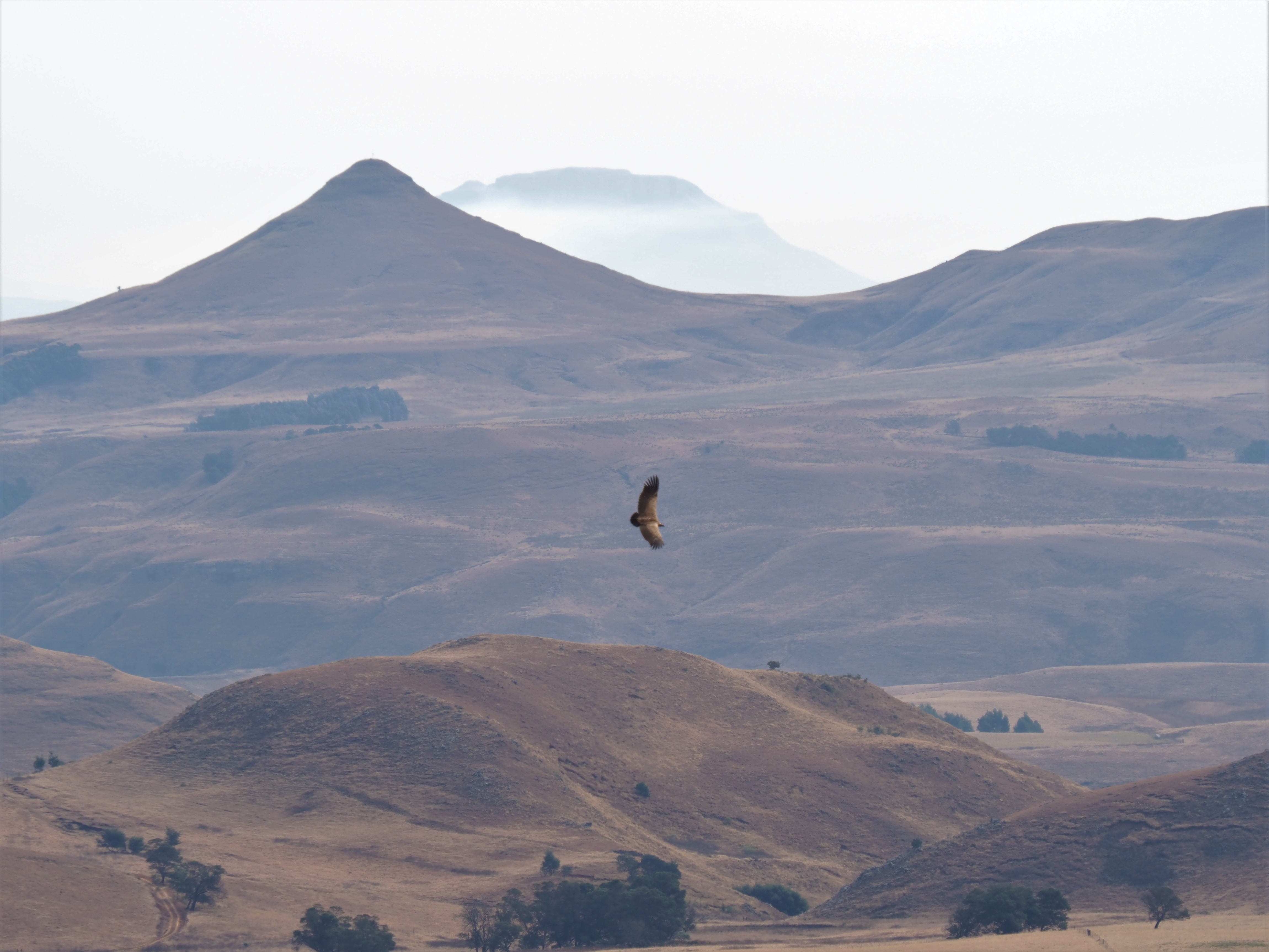 IMG_6548 Cape Vulture Soaring.JPG