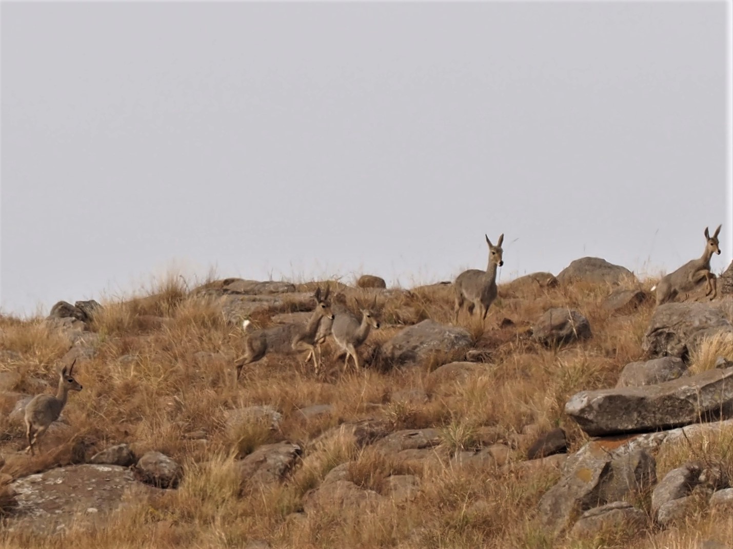 IMG_6551 Herd of Vaal Rhebok.JPG