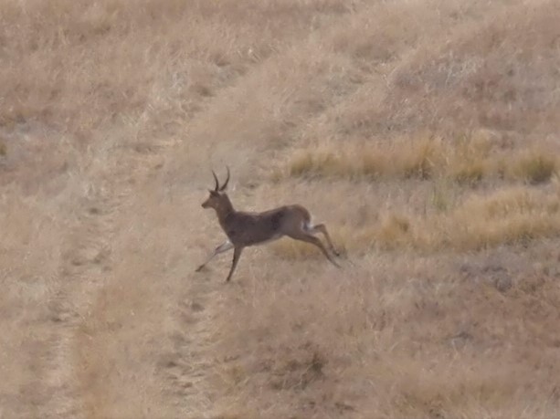 IMG_6569 Reedbuck running for cover.JPG