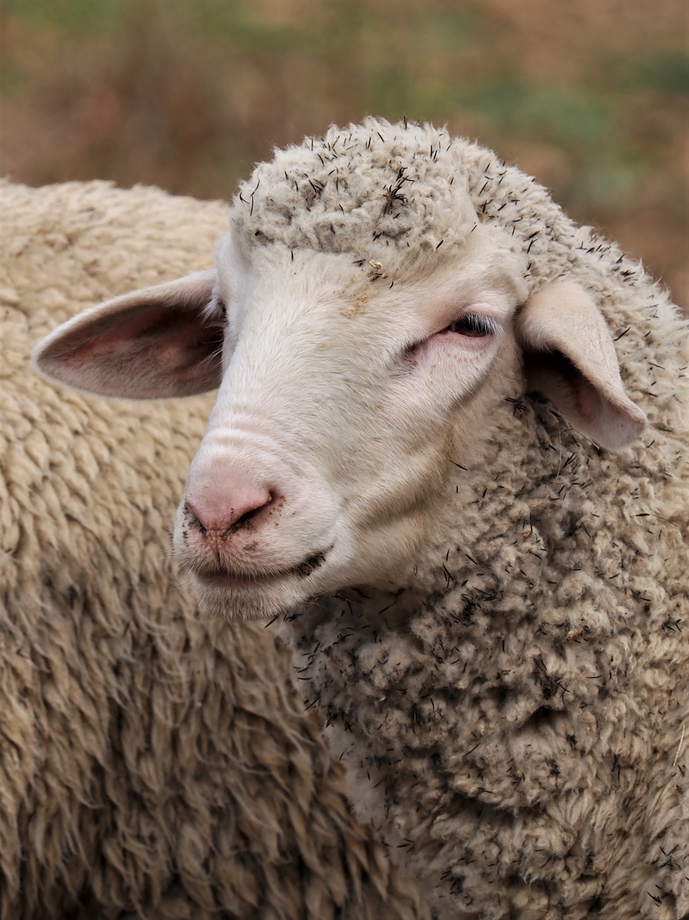 IMG_6585 Sheep with Blackjack seeds.JPG