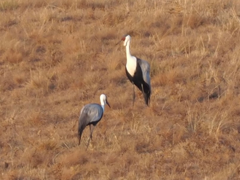 IMG_6639 Wattled Crane cropped.JPG