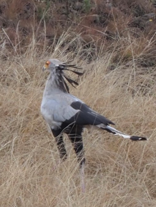 IMG_6699 Secretary Bird Cropped.JPG