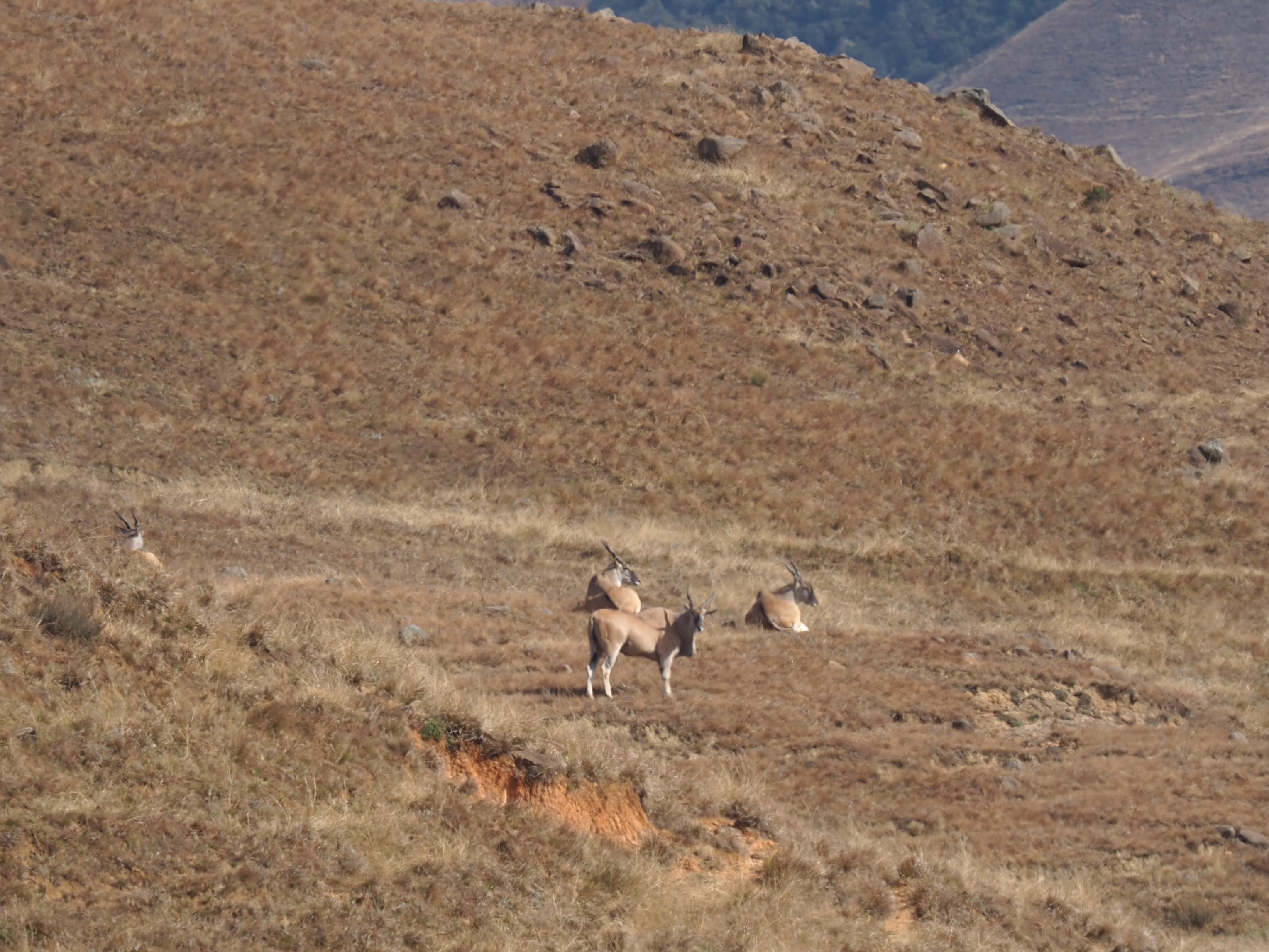 IMG_6730 Eland resting cropped.JPG