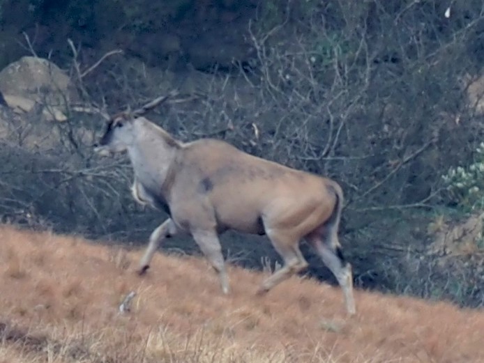 IMG_6753 eland 2 cropped.JPG