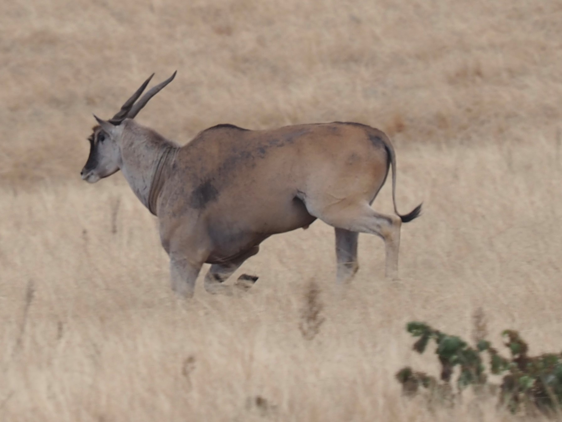 IMG_6754 eland 3 cropped.JPG