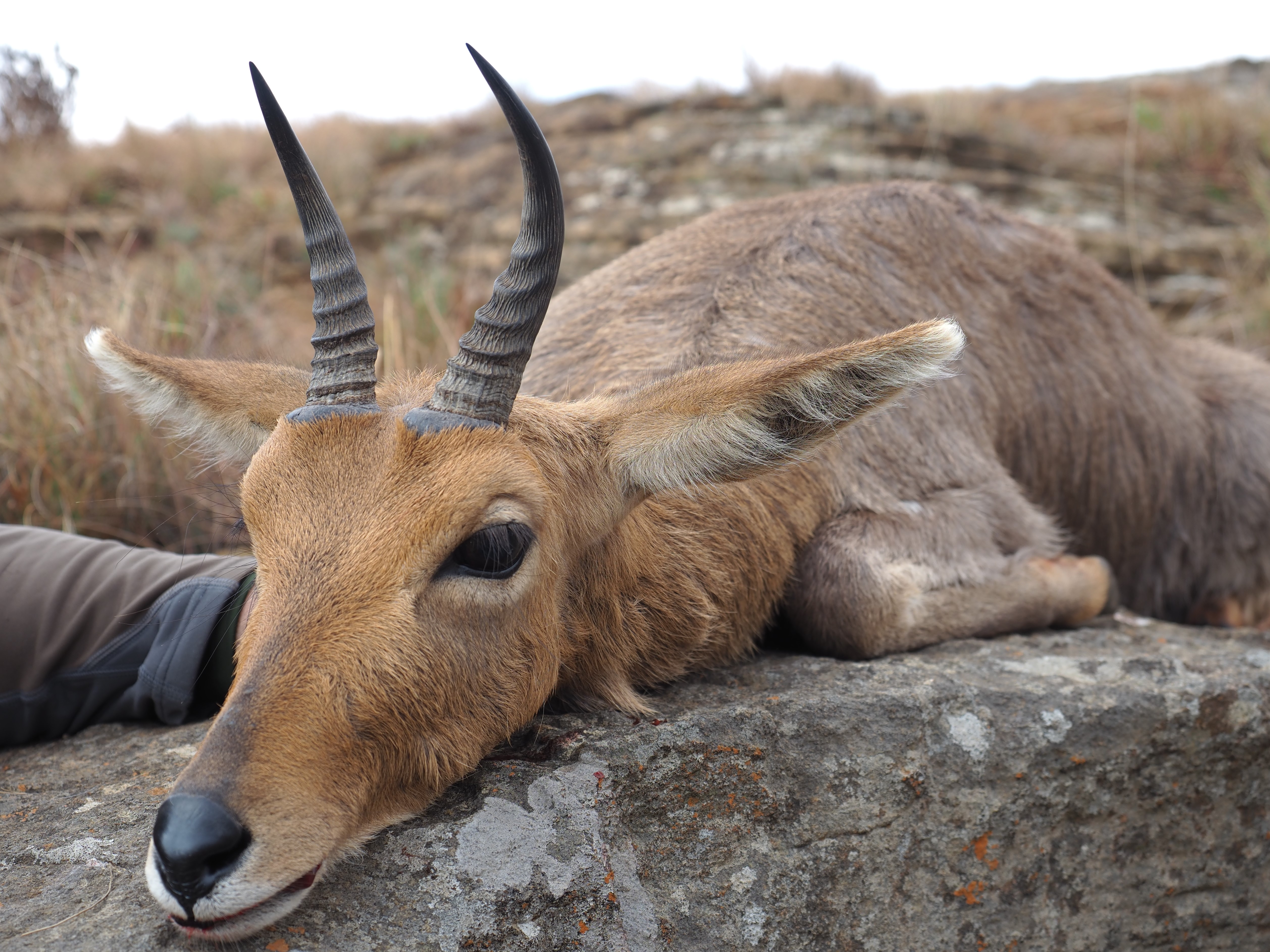 IMG_6806 cropped Mtn Reedbuck.JPG