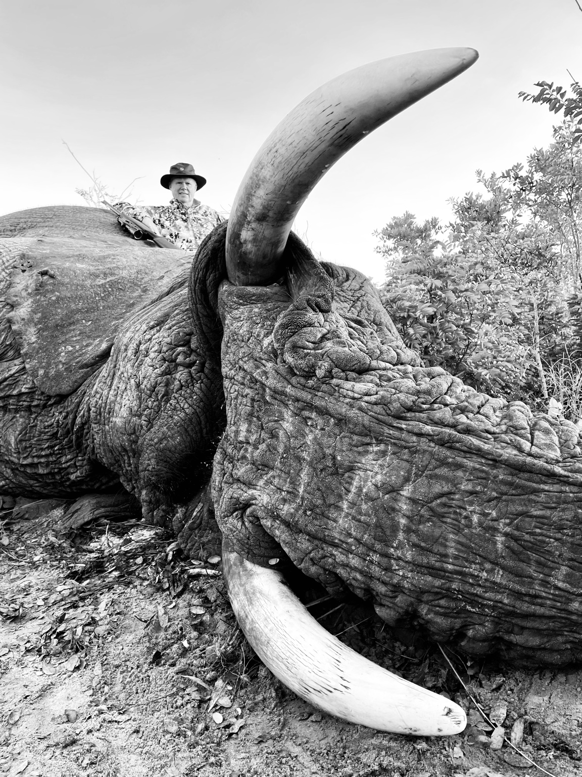 Taking Bookings For Elephant Hunt In Zimbabwe 2023 | AfricaHunting.com