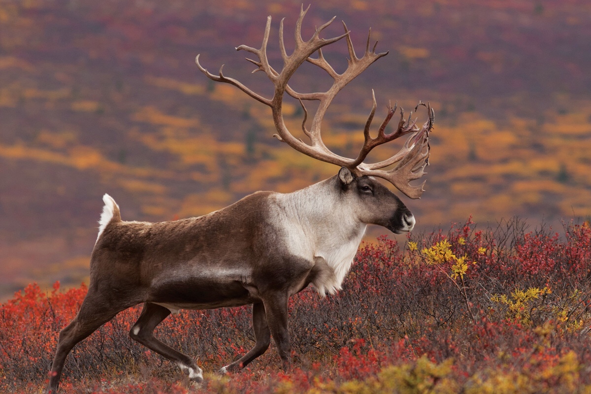 Alaska Caribou