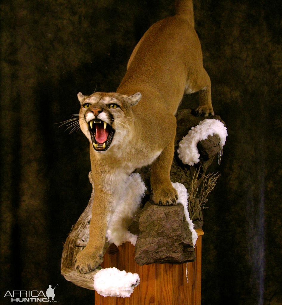 Jonas Brothers Taxidermy Denver | AfricaHunting.com