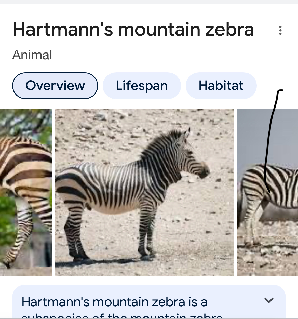 How the Hartmann's mountain zebra got its stripes