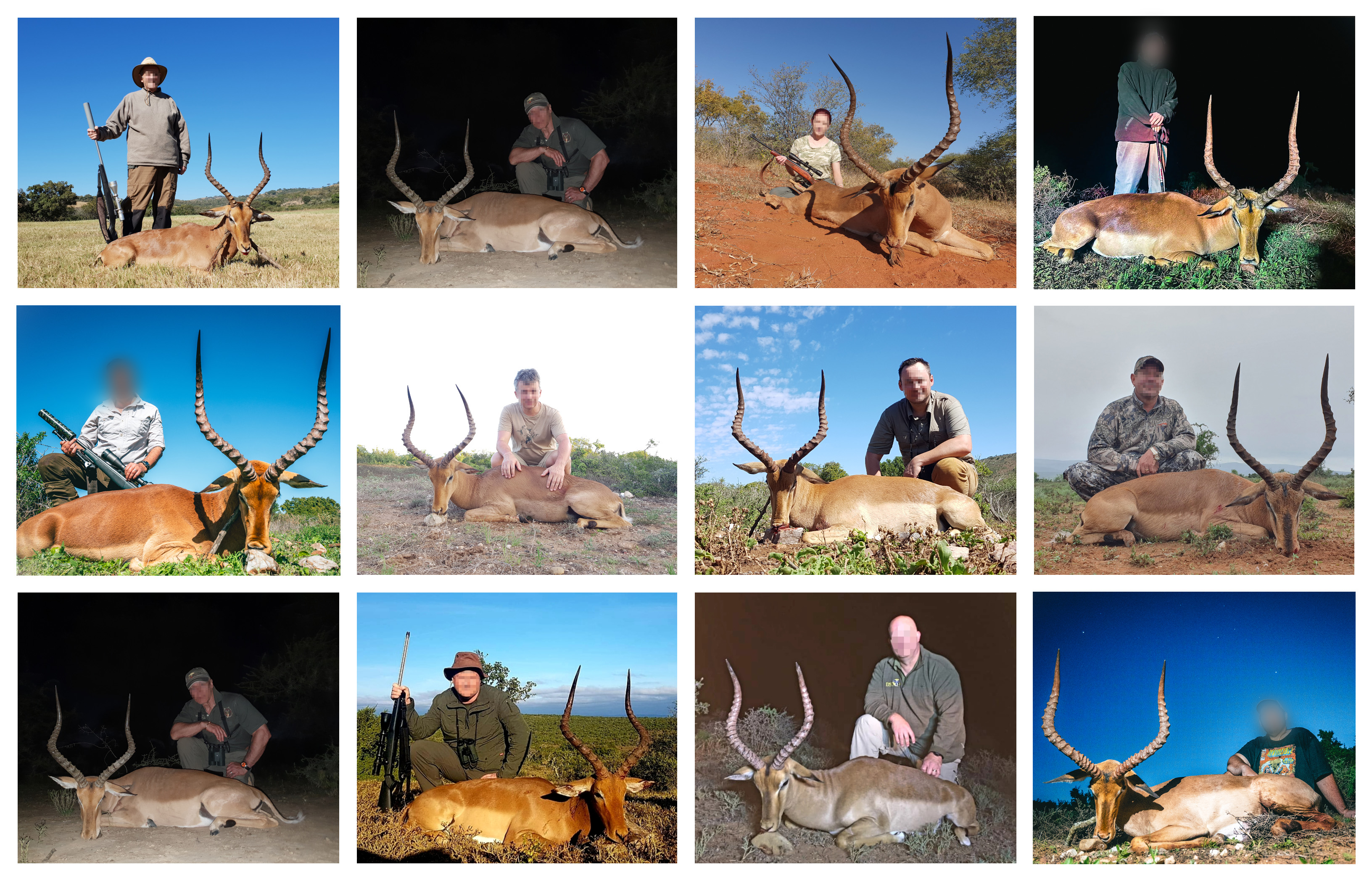 Impala 2 collage.jpg