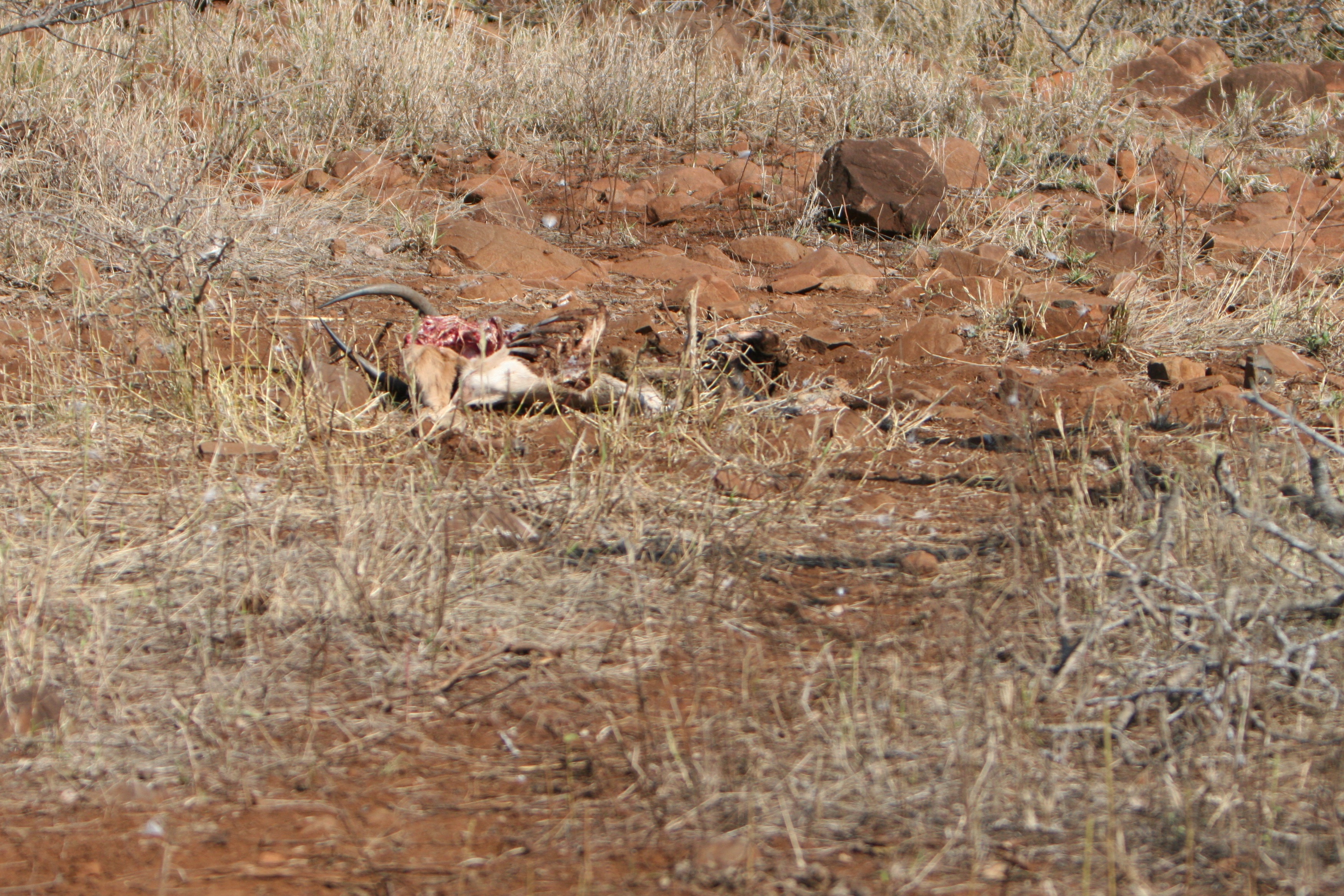 impala carcass.jpg