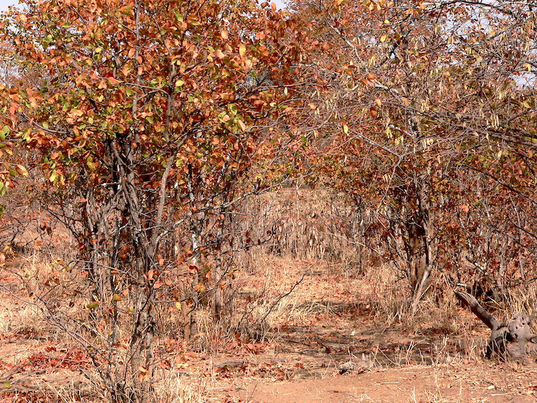 Impala group in mopane scrub.JPG