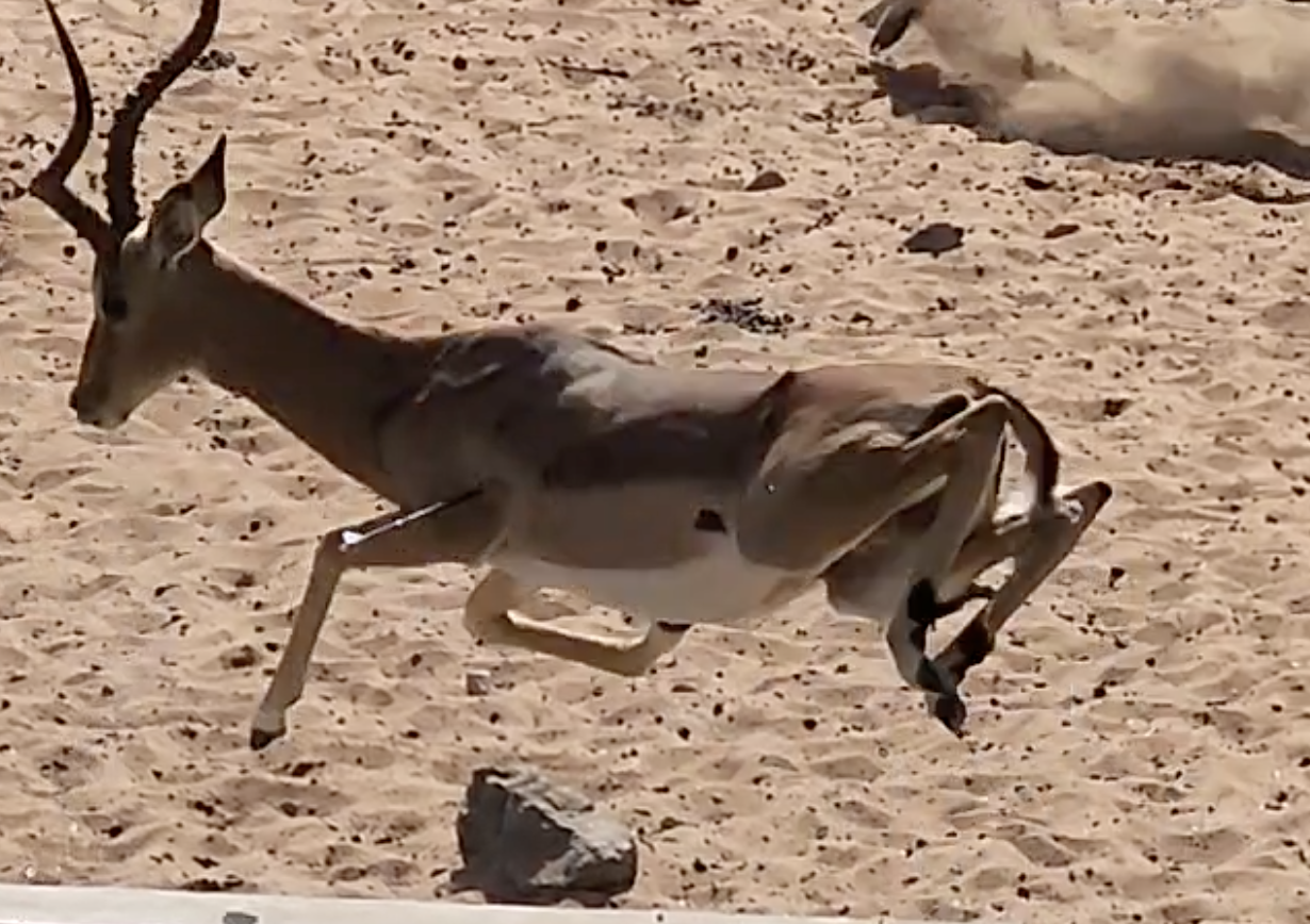 Impala2.png