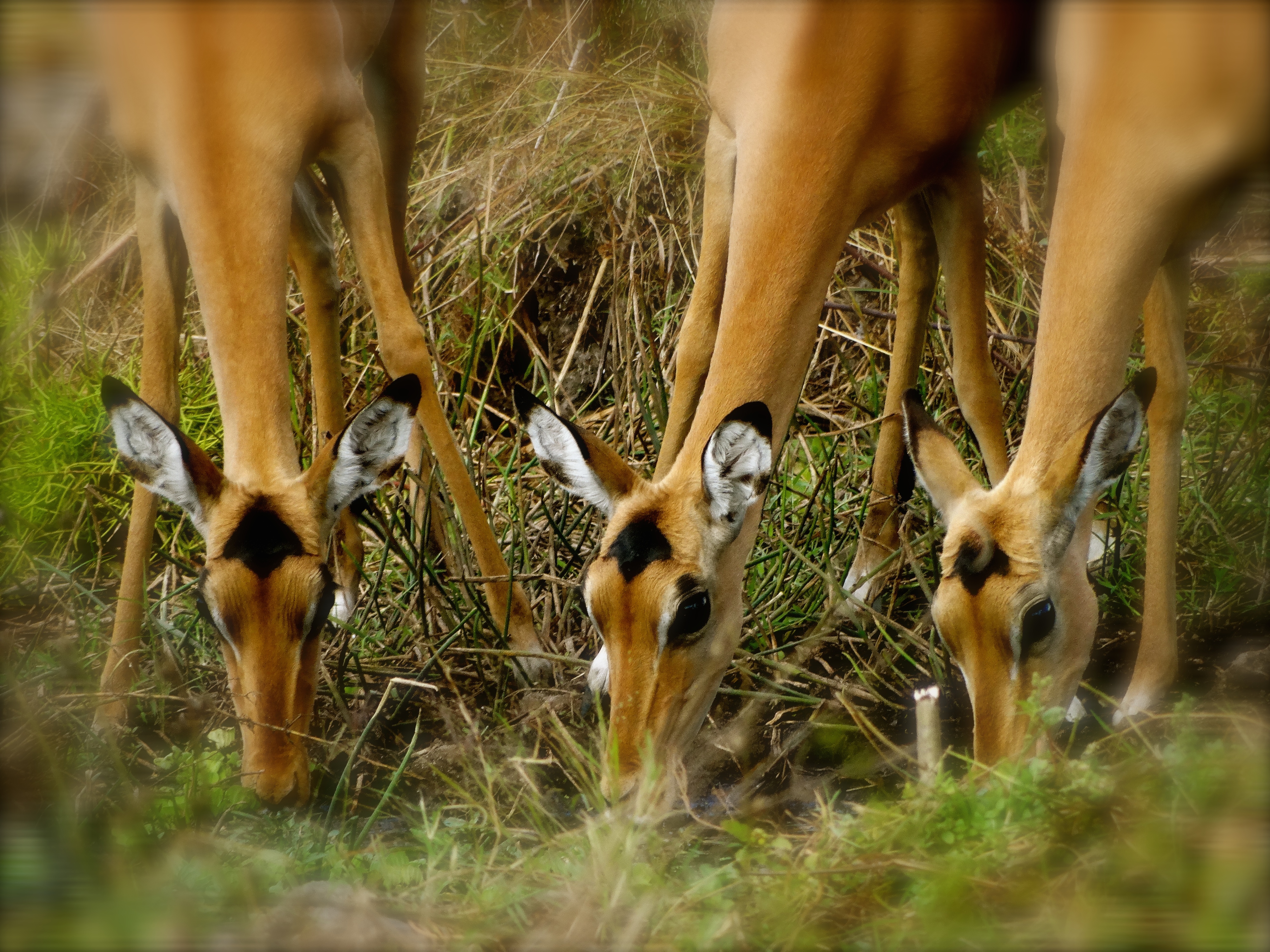 impala4.JPG