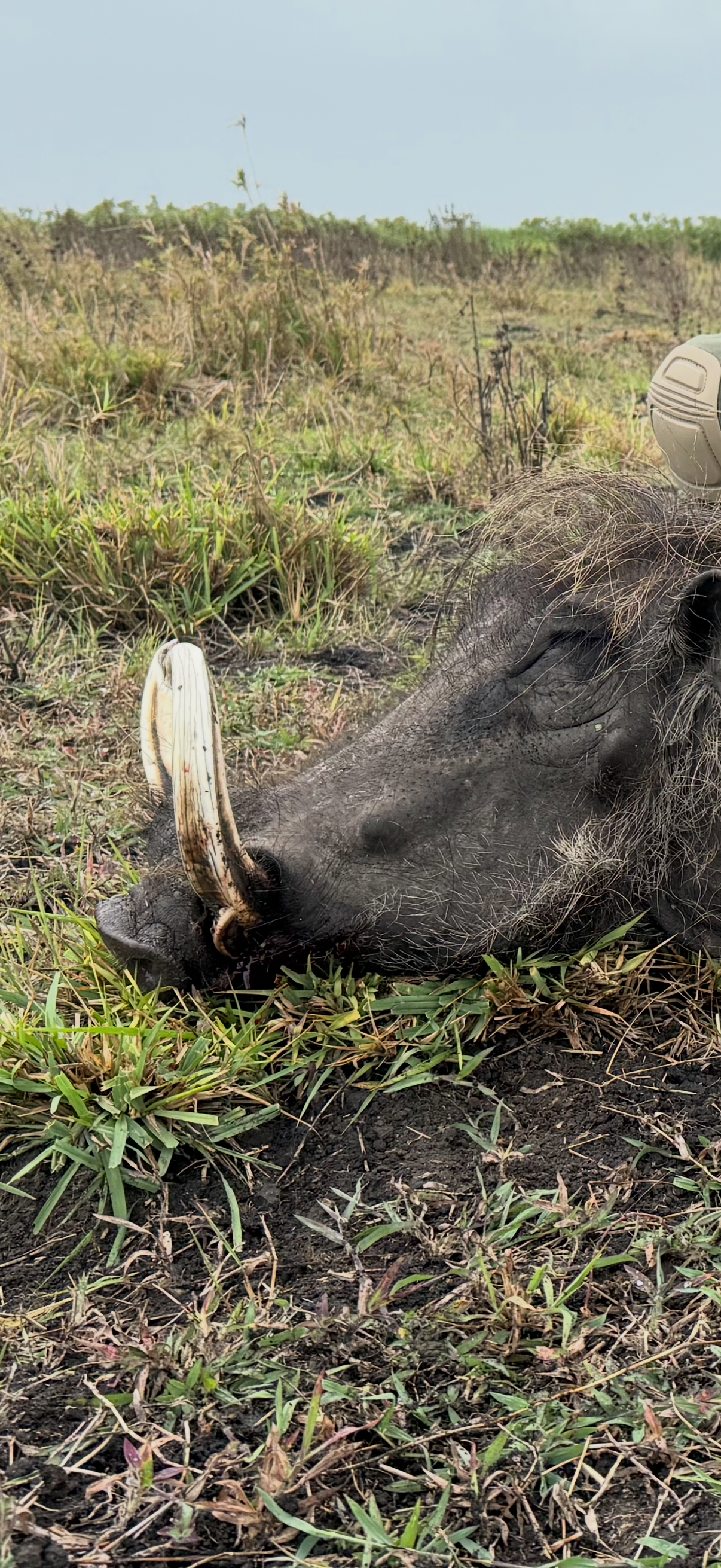 ivory tusker.PNG