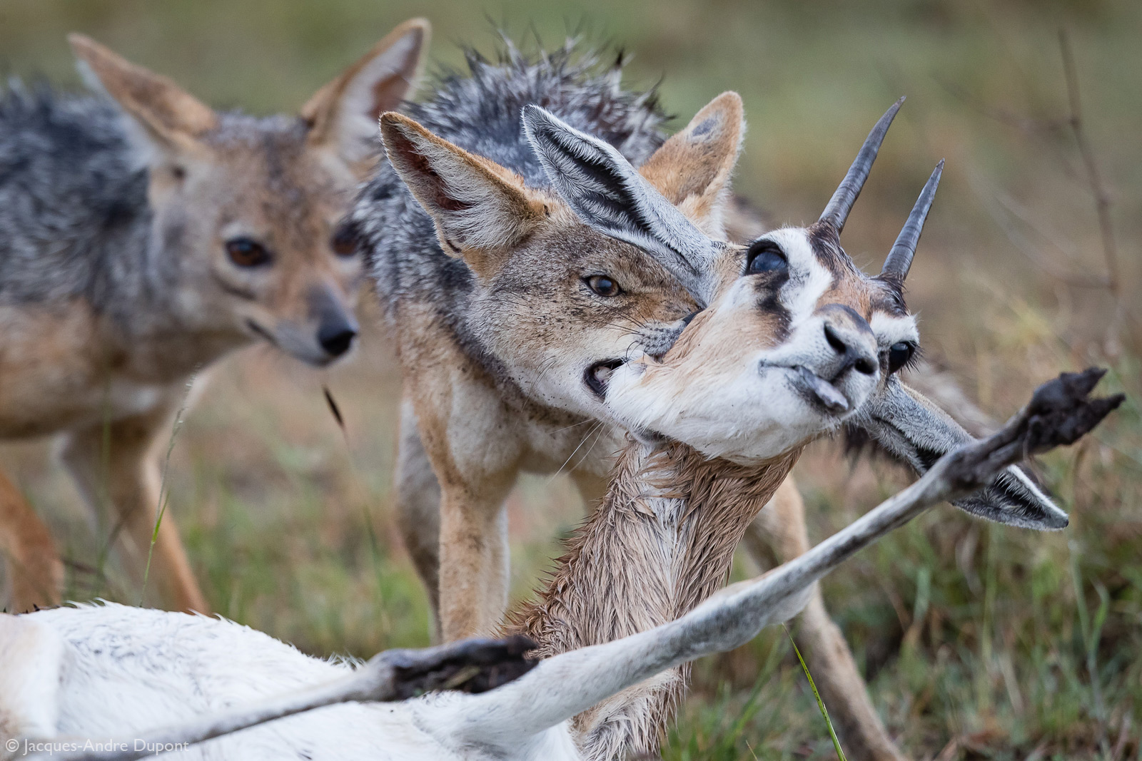 Jacques-Andre-Dupont-Jackal-kill1-Mara-North-Conservancy.jpg