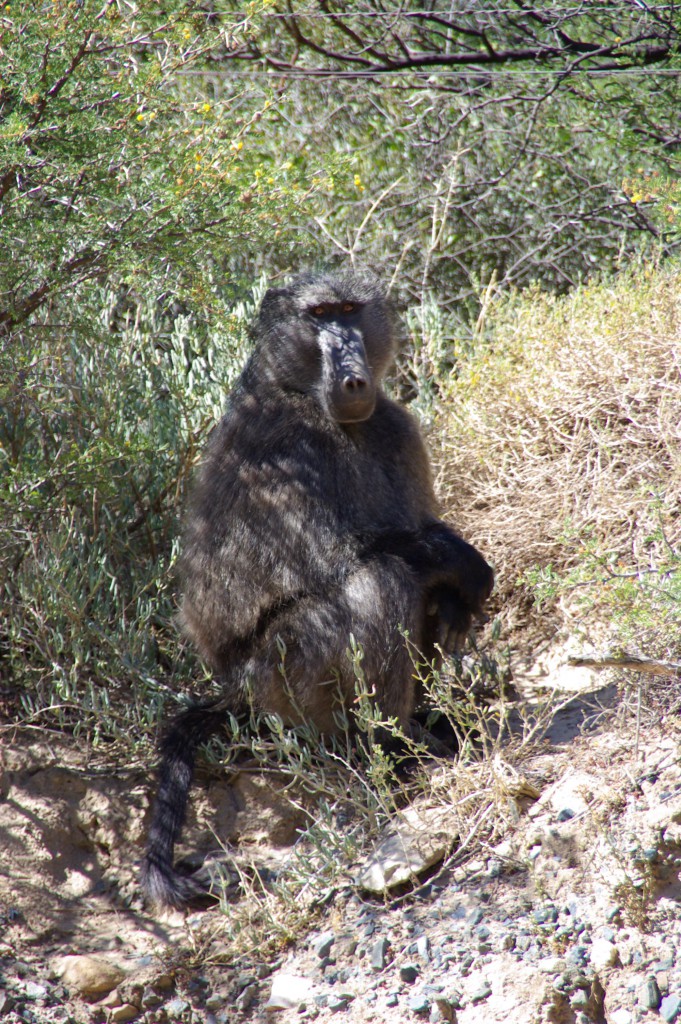 Jaeger-Namibia-baboon-681x1024.jpg