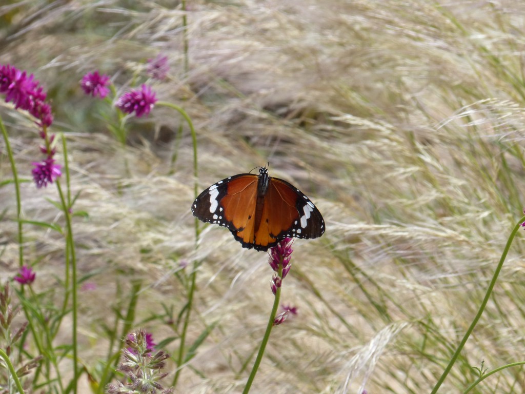 Jaeger-Namibia-butterfly-1-1024x768.jpg