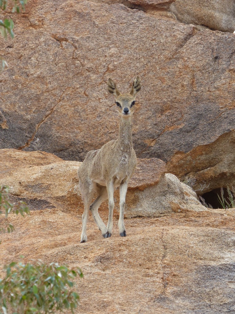 Jaeger-Namibia-klippspringer-female-2-e1481291702716-768x1024.jpg