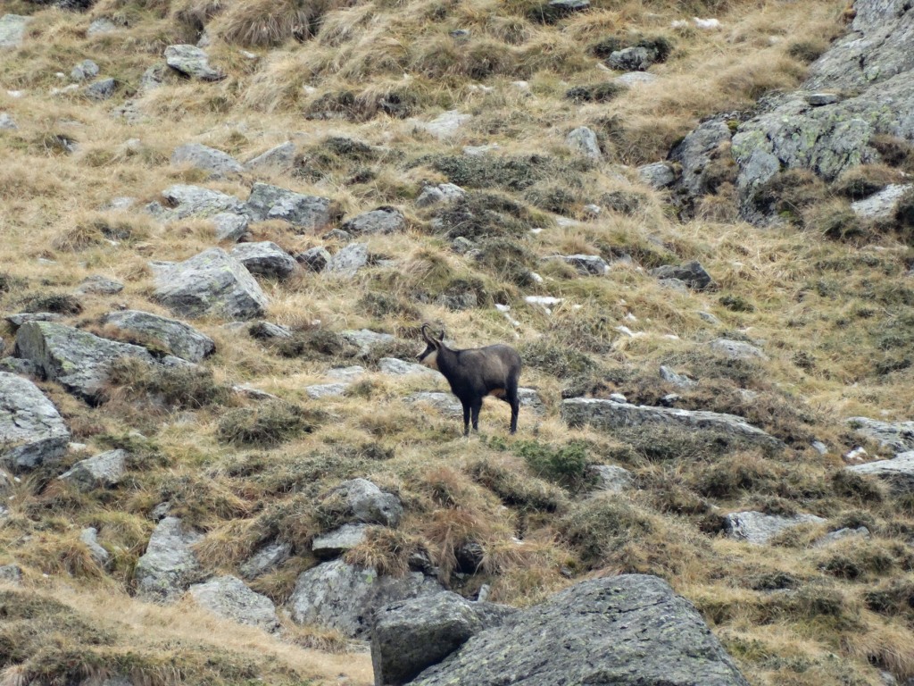 Jaeger-Romania-chamois-1-1024x768.jpg