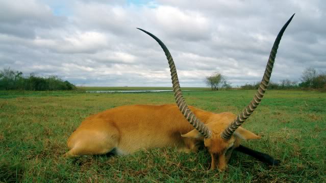 KafueLechwe36inch.jpg