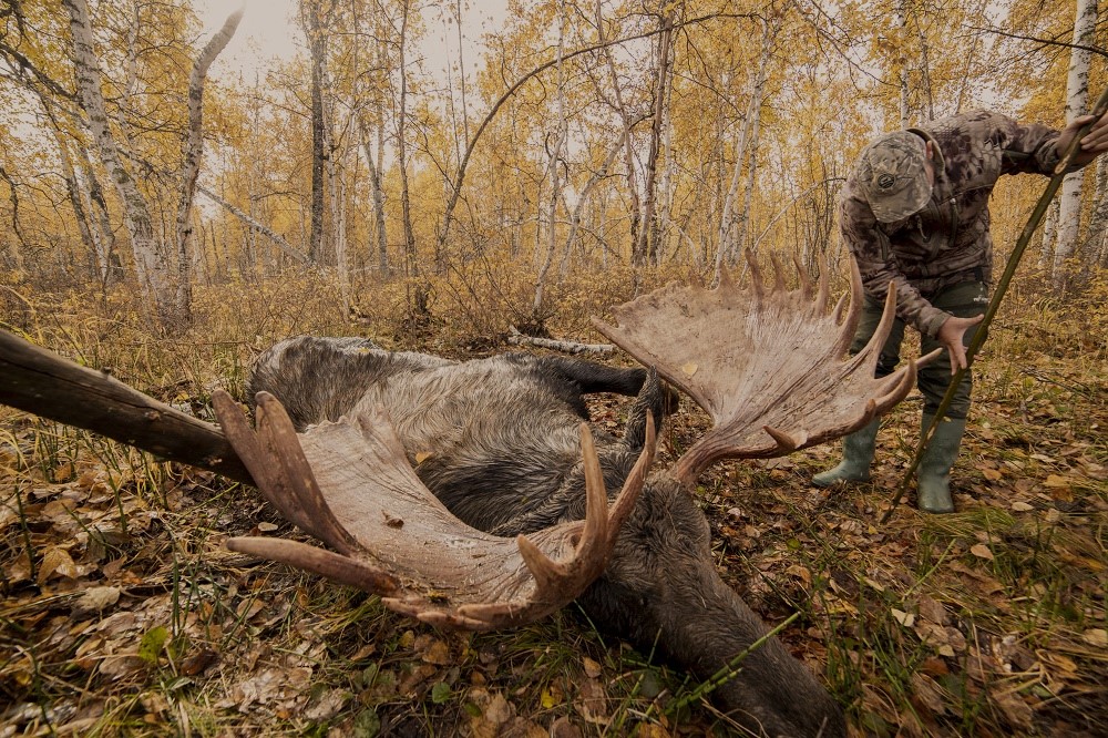 Kamchatka-river-Moose.jpg