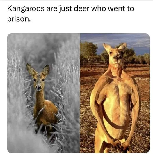 kangaroo meme.jpg