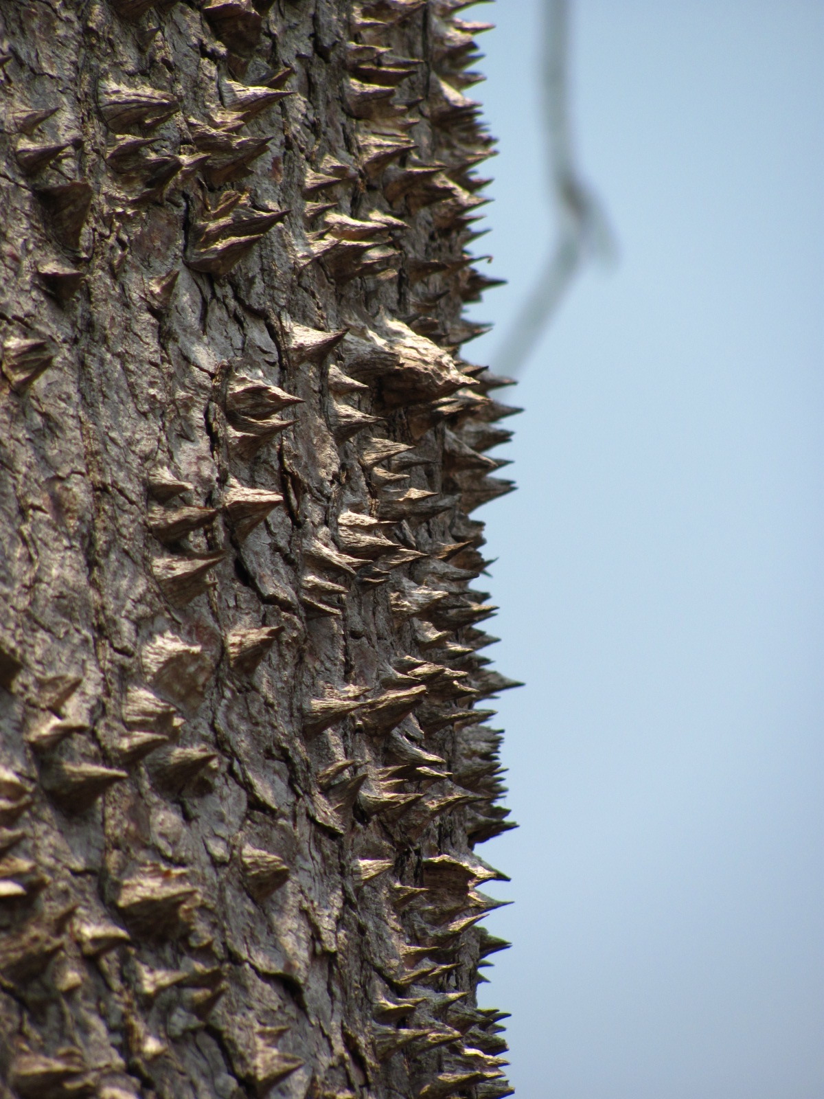 kapok bark.JPG