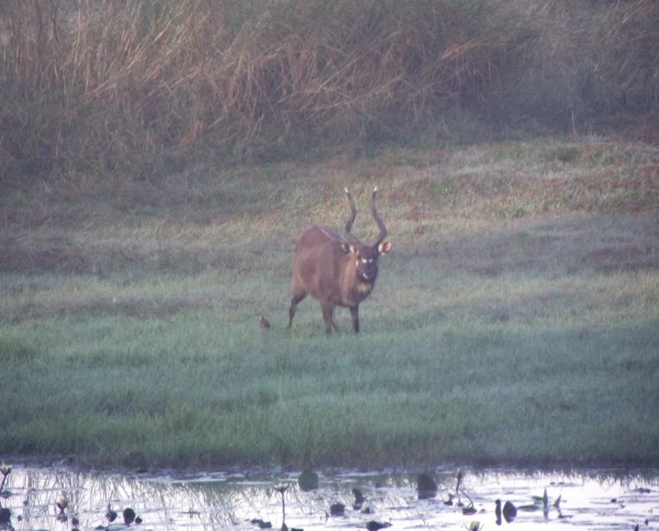 Kasanka sitatunga mom\'s pic..JPG