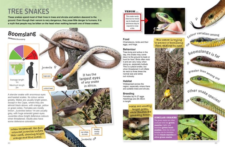 Kids-Snakes-of-Southern-Africa-inside-PDF-1-min-768x500.jpg