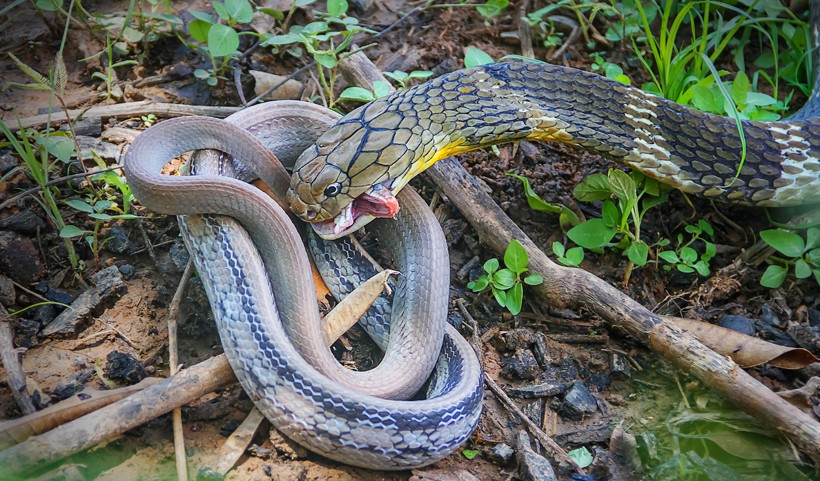 king-cobra-eating-pet-snake-thailand-820x481.jpg