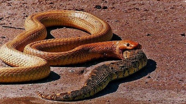 King-Cobra-eating-Snakes.jpg