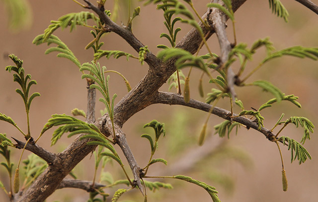 kruger-wildlife-safaris-sickle-bush-header.jpg