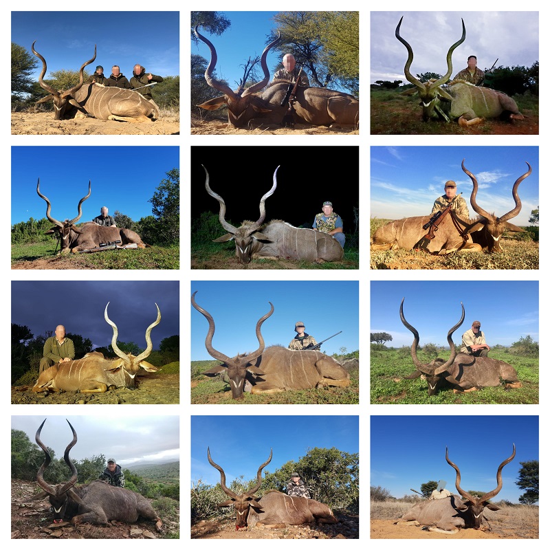 Kudu 2 collage.jpg