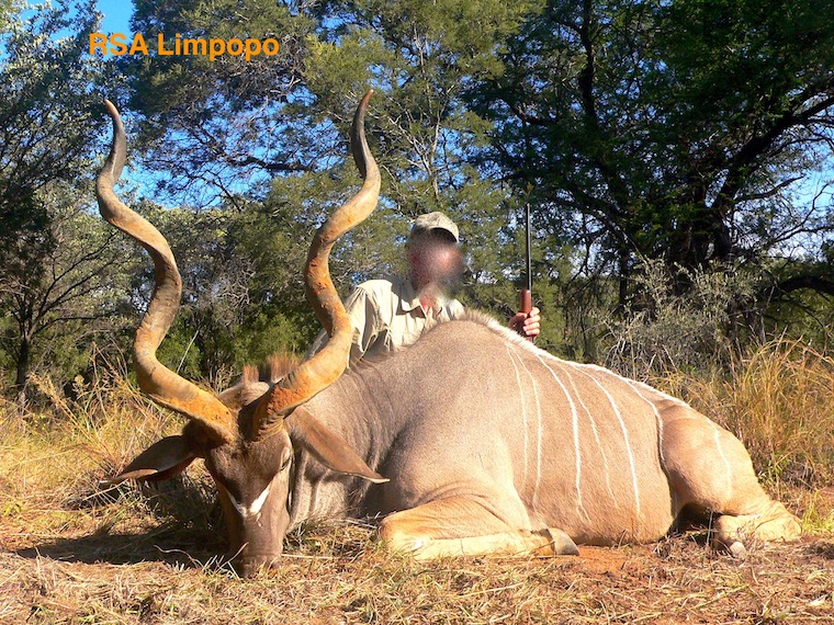 kudu 2014 Limpopo.jpg