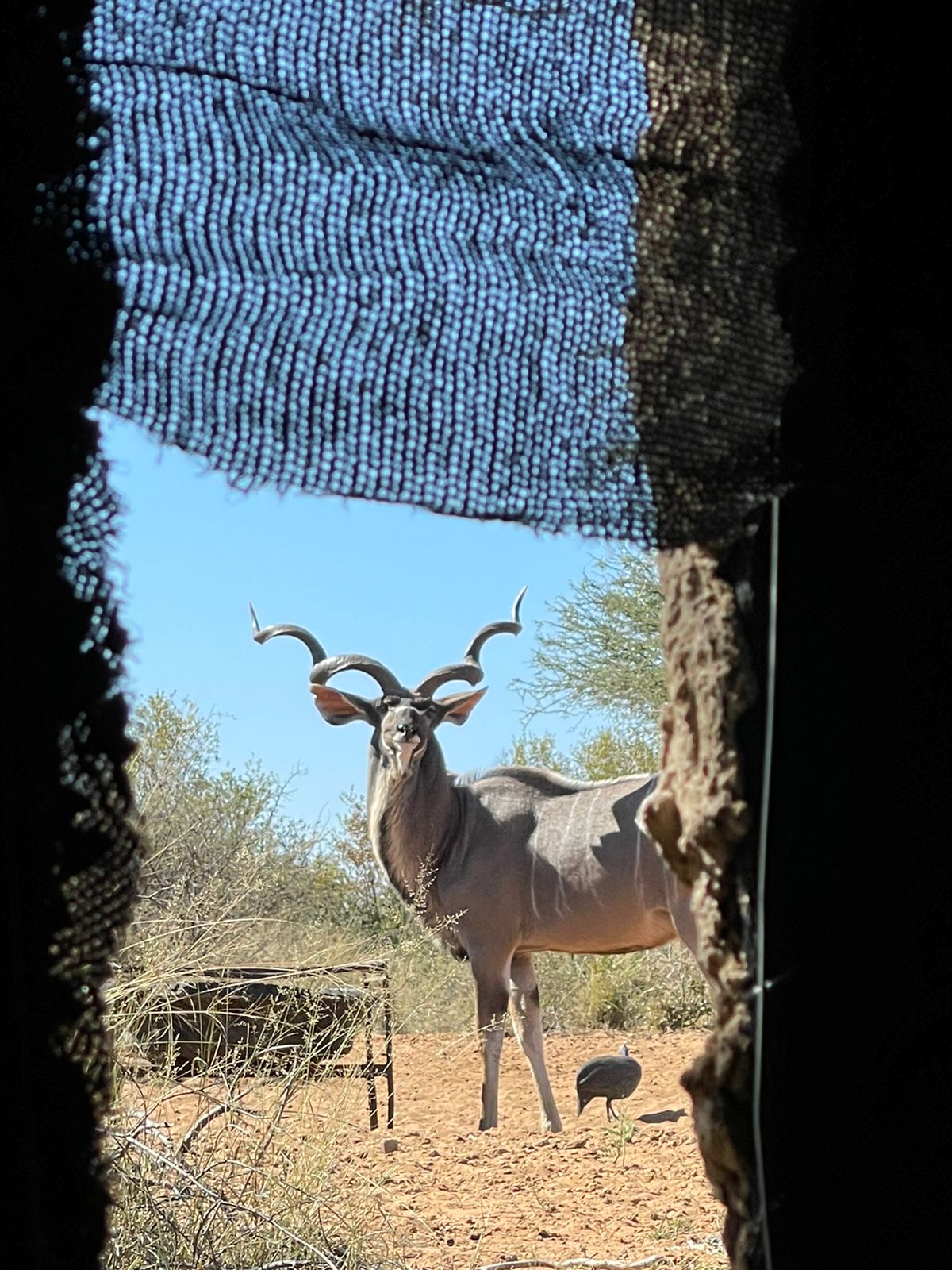 kudu blind 2.JPG