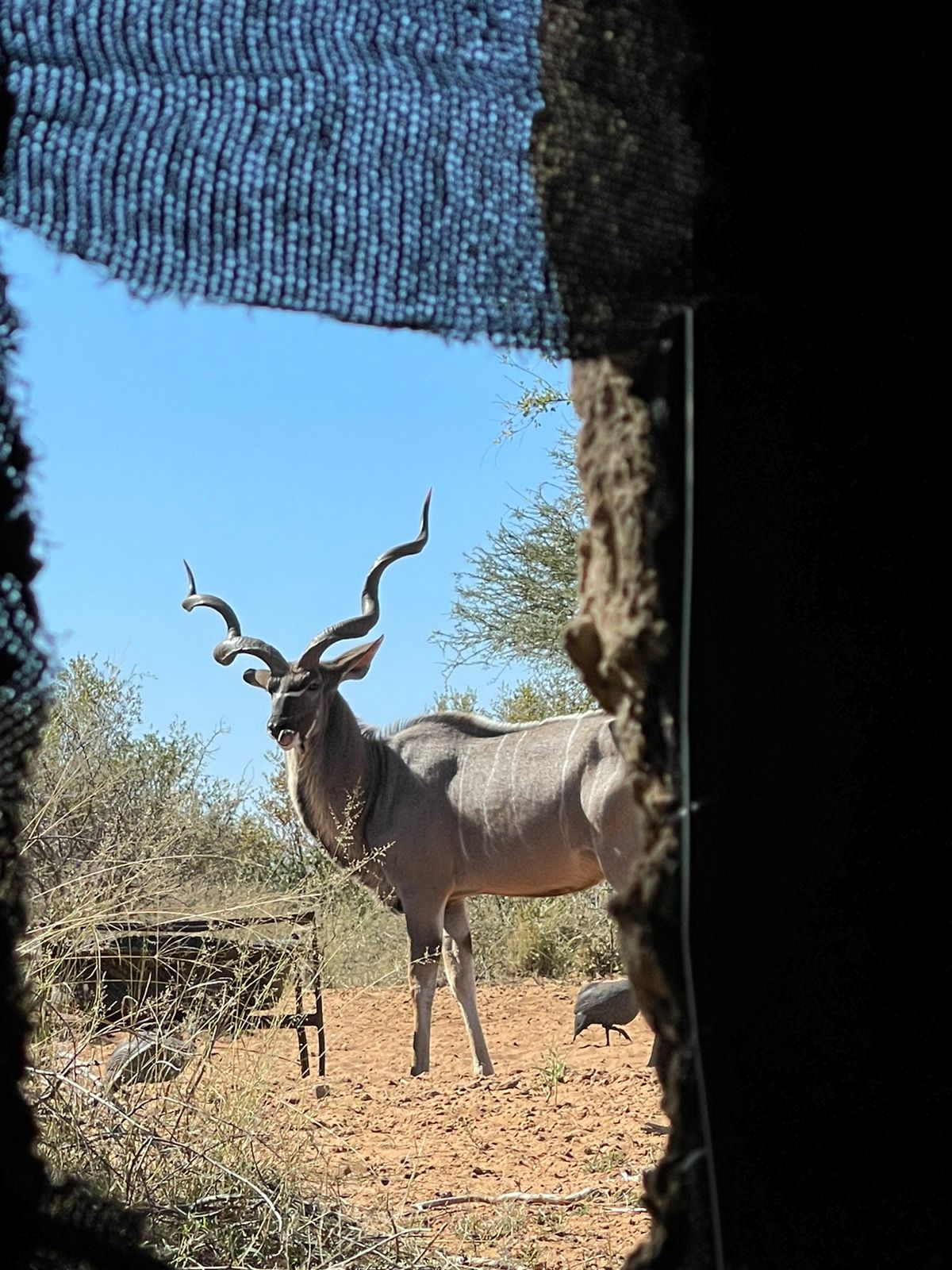 Kudu blind1.JPG