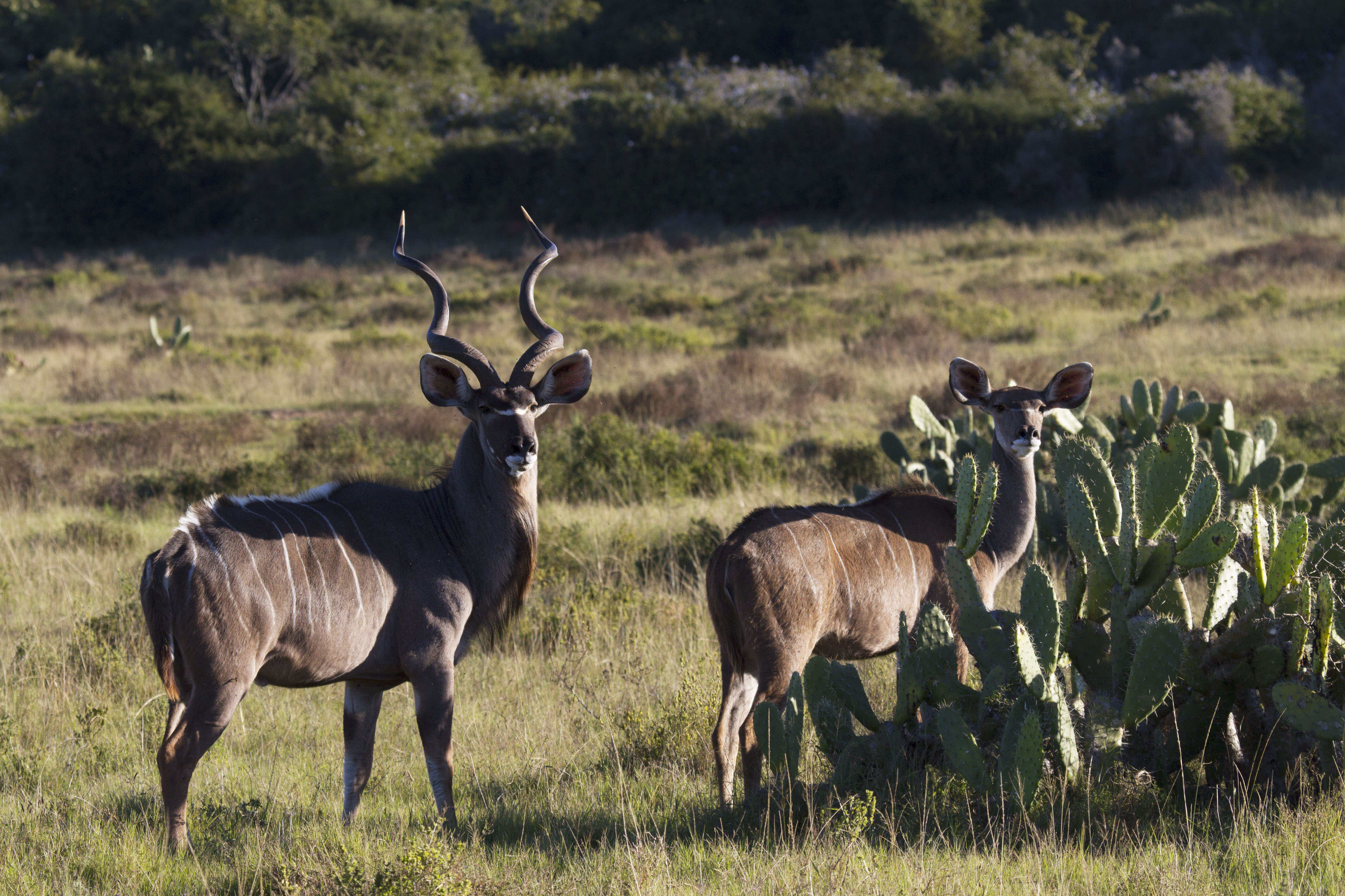 kudu bull 3.jpg