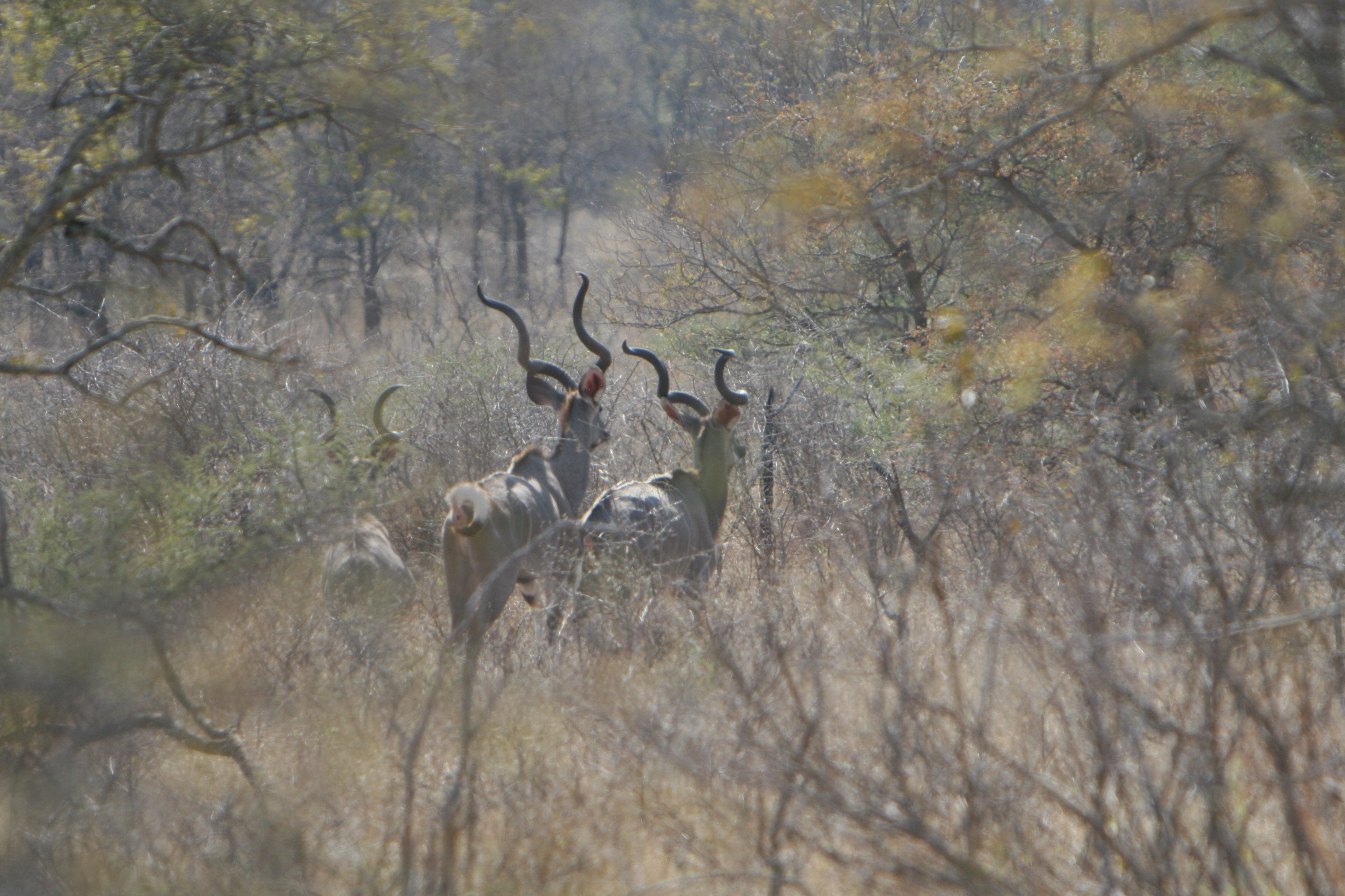 kudu bulls.jpg