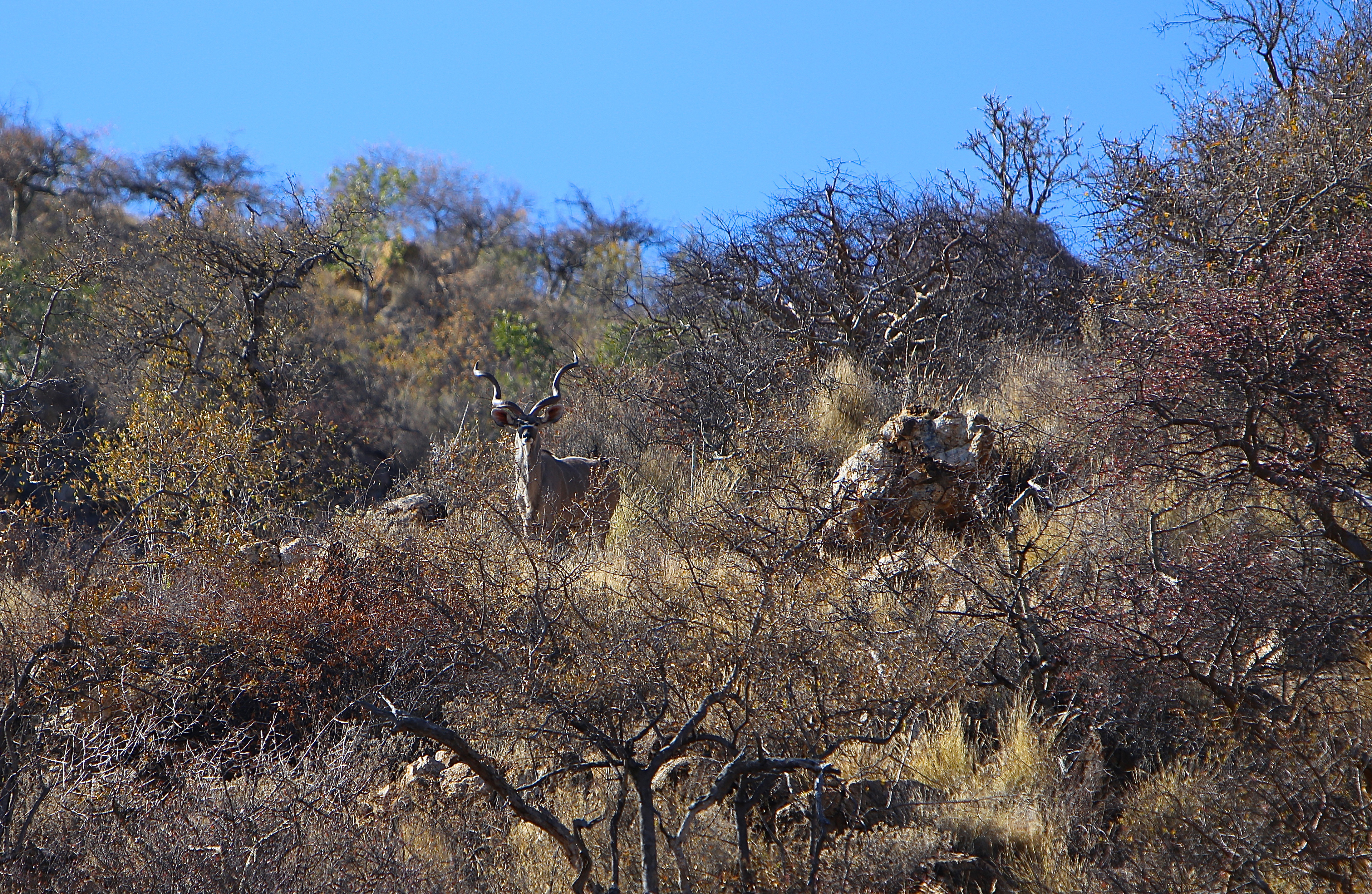 KUDU CAMO.jpg