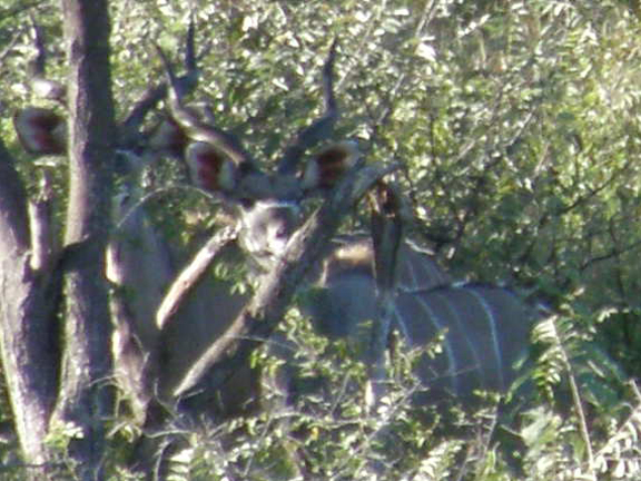 kudu-close-up.jpg