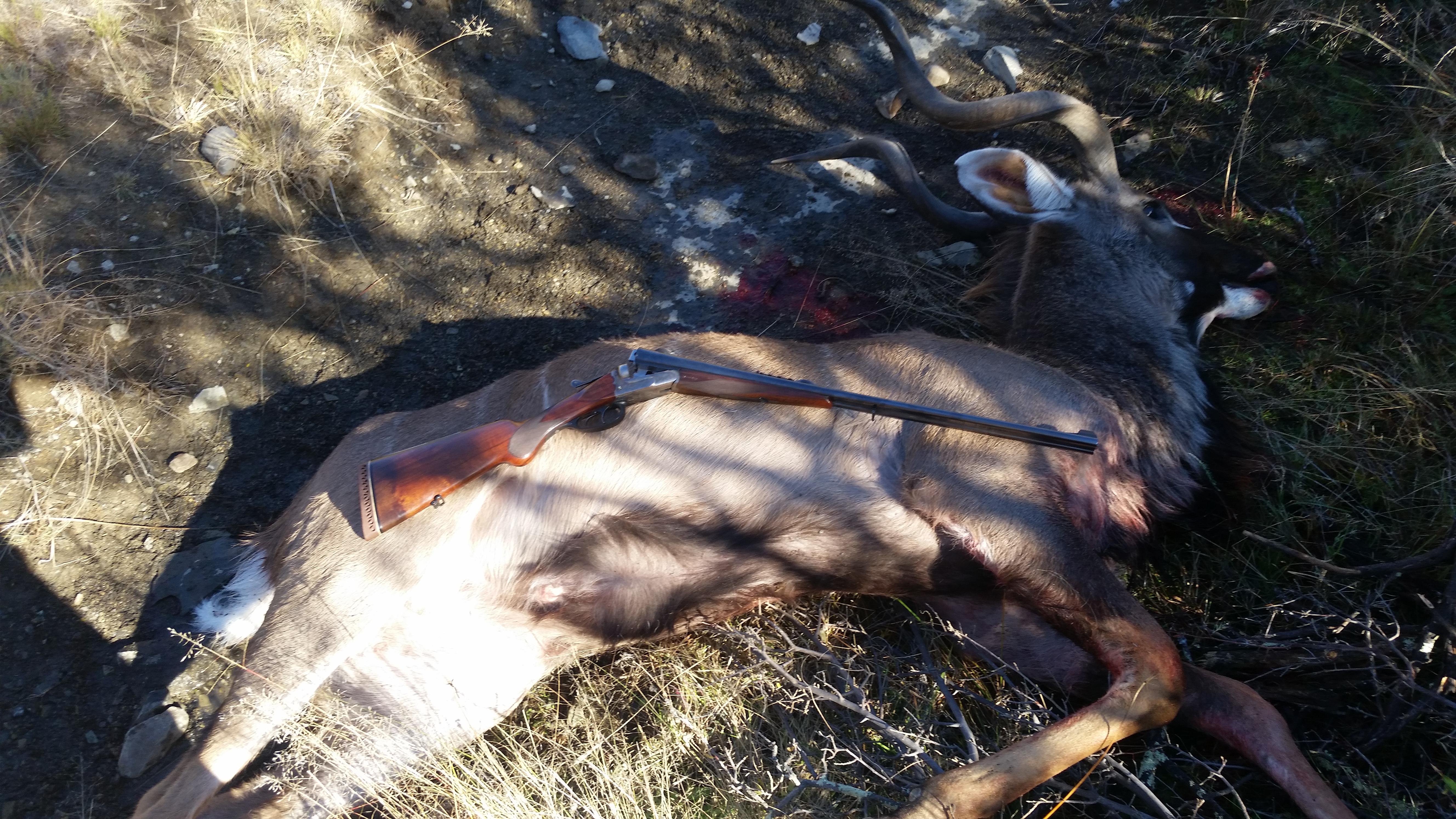 Kudu Cull taken with the double rifle !.jpg