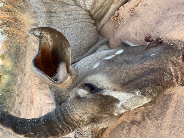 kudu ear.jpg