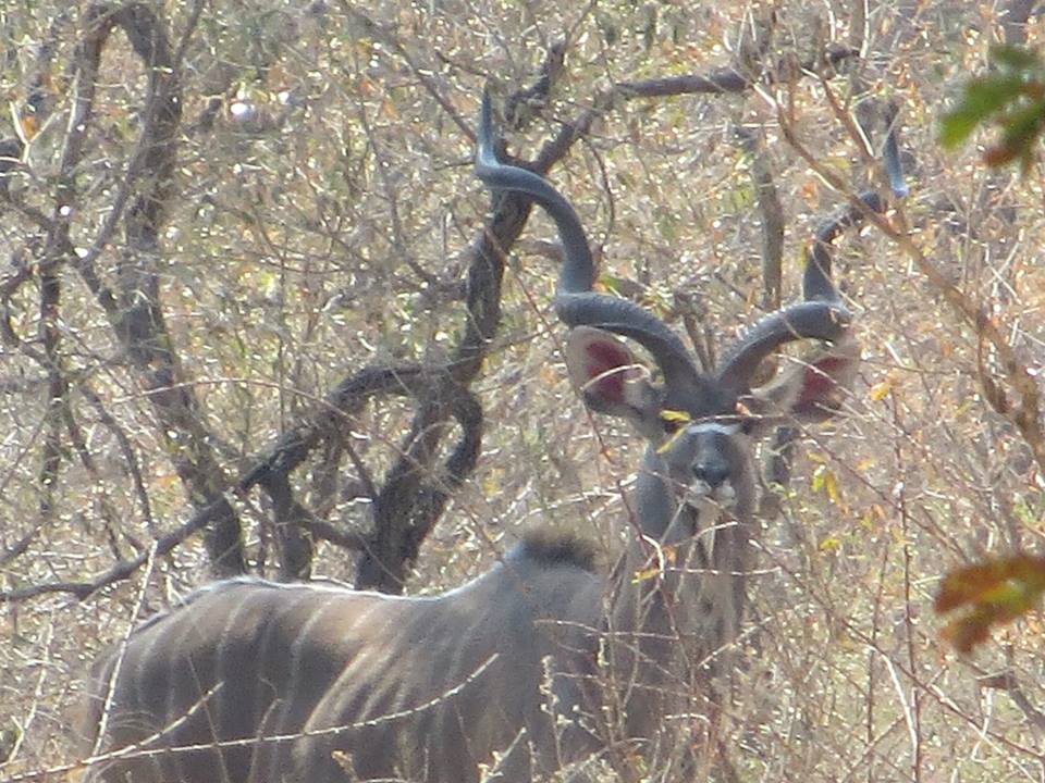 Kudu.jpg