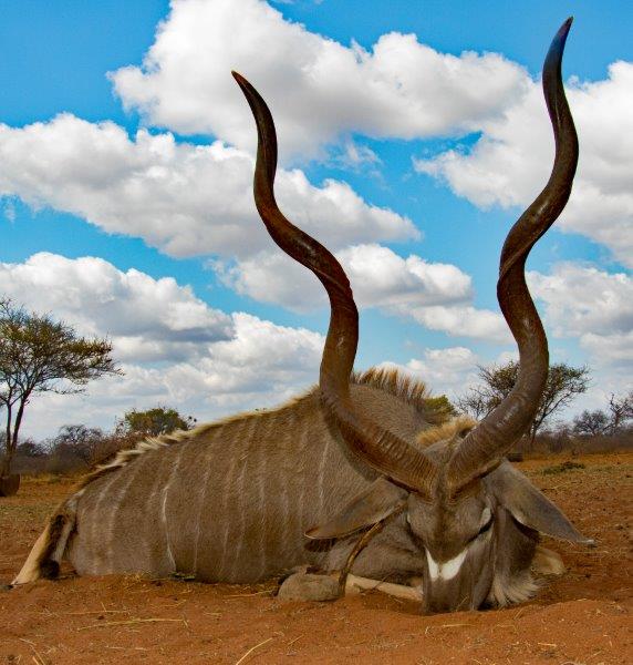 Kudu.jpg