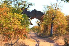 Kudu jumps farm road.jpg
