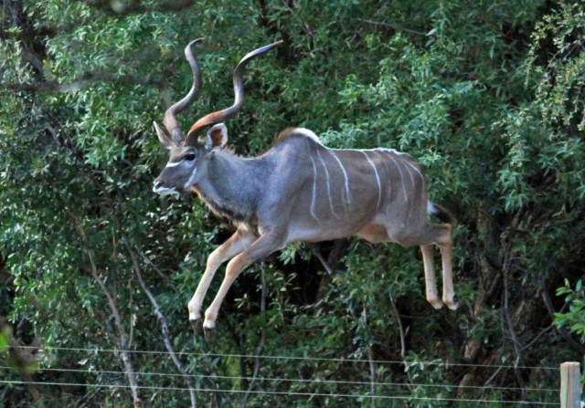Kudu jumps fence.jpg